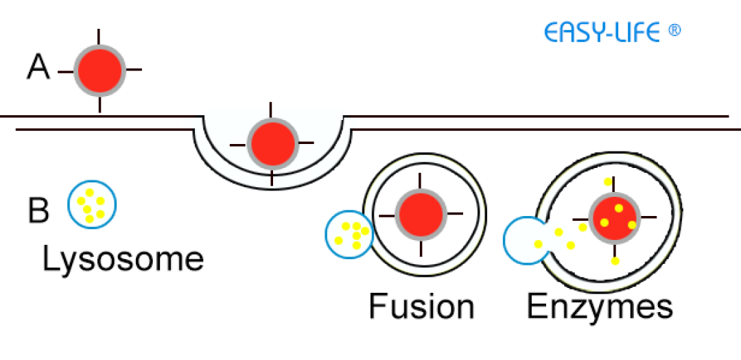 Easy-Life Voogle ® lysosomes enhancer